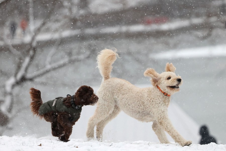Two dogs run and play in snow in a park.