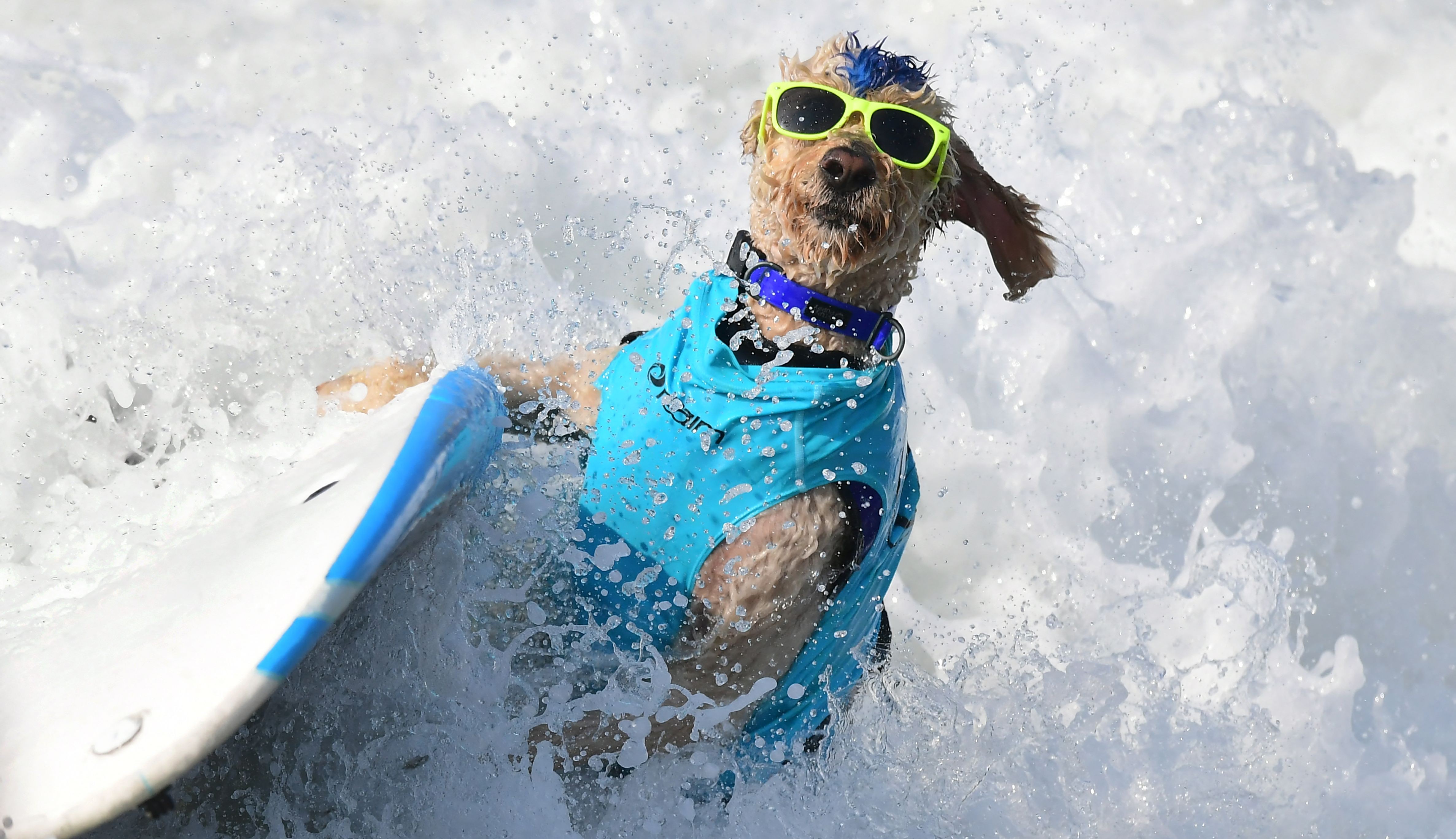 A dog, wearing sunglasss, falls from a surfboard in a wave.