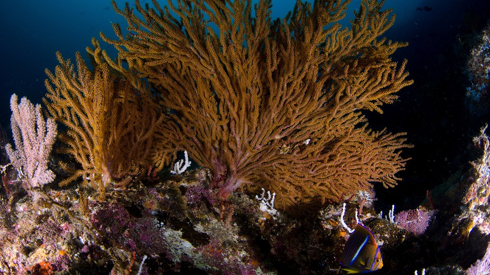 Soft coral, or Gorgonians, on a reef at the Sea of Cortez, in Baja California, Mexico