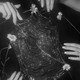 A black and white photograph of a large spider web surrounded by women's hands, all with long shiny nails