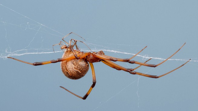 Brown widow spiders mating