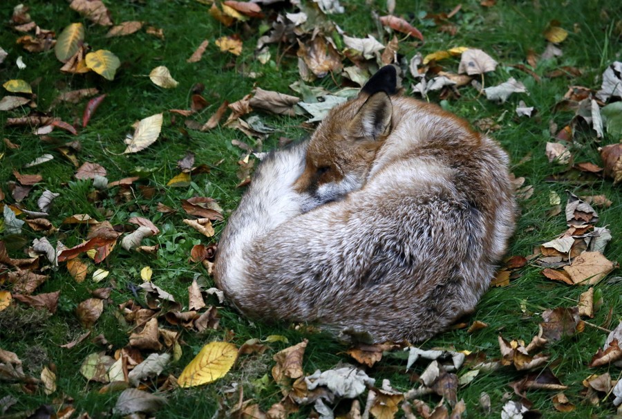 A fox sleeps beside autumn leaves in a garden.