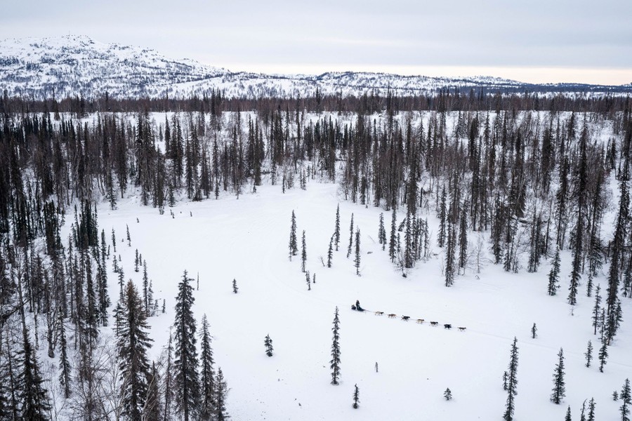 An aerial view of a sled dog team running through a sparsely forested area.