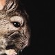 close up of a furry chinchilla and one of its tiny paws