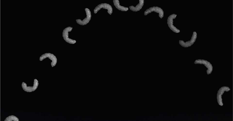 Maggots Can Jump Even Though They Don’t Have Legs The Atlantic