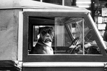 A black-and-white photograph of a boxer dog staring out a car window