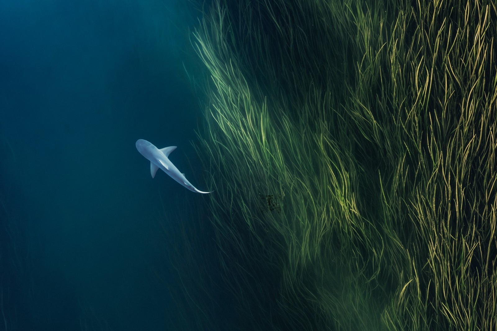 A shark, photographed from an overhead perspective, swimming past flowing aquatic plants.