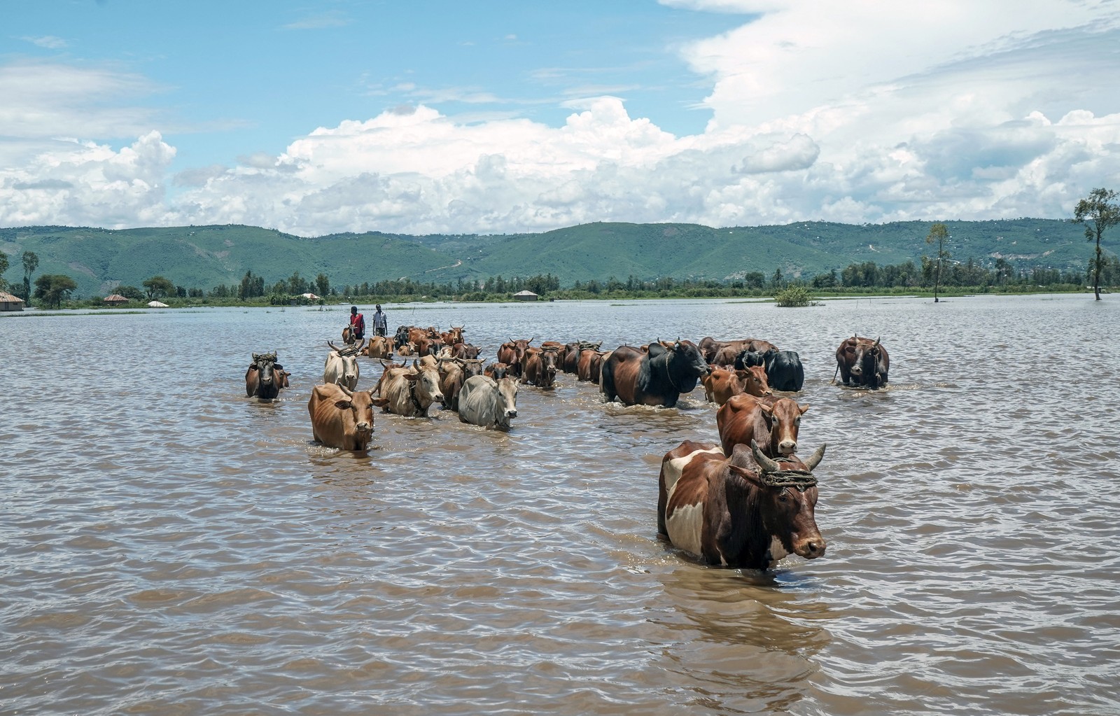 Cows are guided through a flooded area, wading through water that comes up to their bellies.