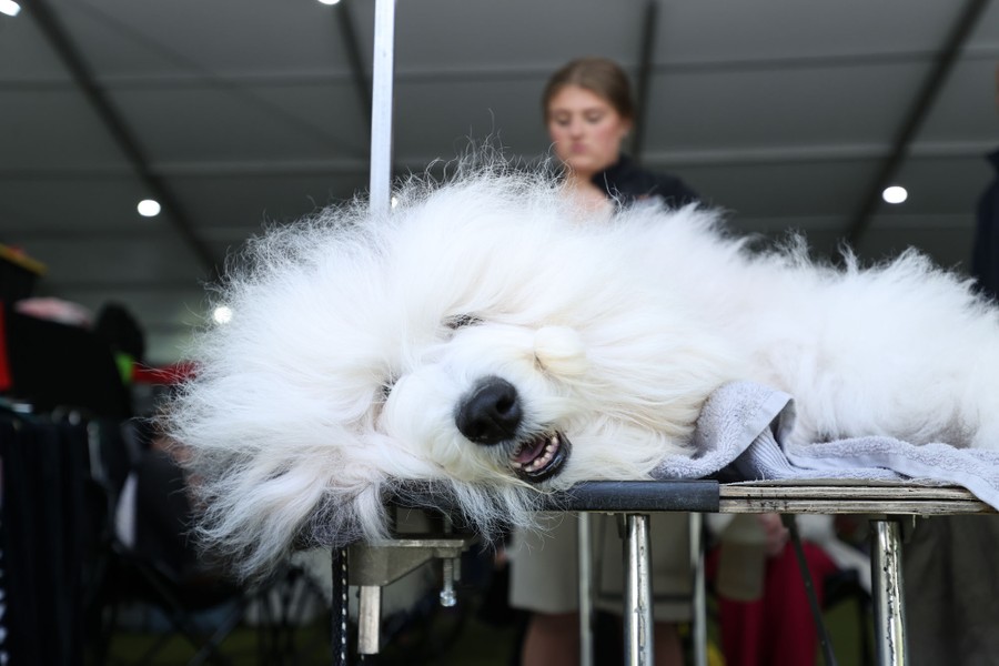 A dog lies on its side while being groomed.