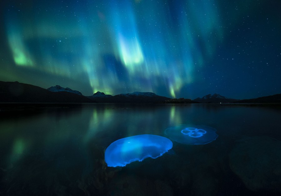 A pair of jellyfish glow in water at night, beneath the northern lights.