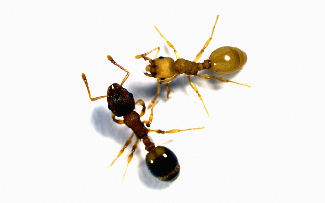 Temnothorax ants, one of which is infected by a tapeworm