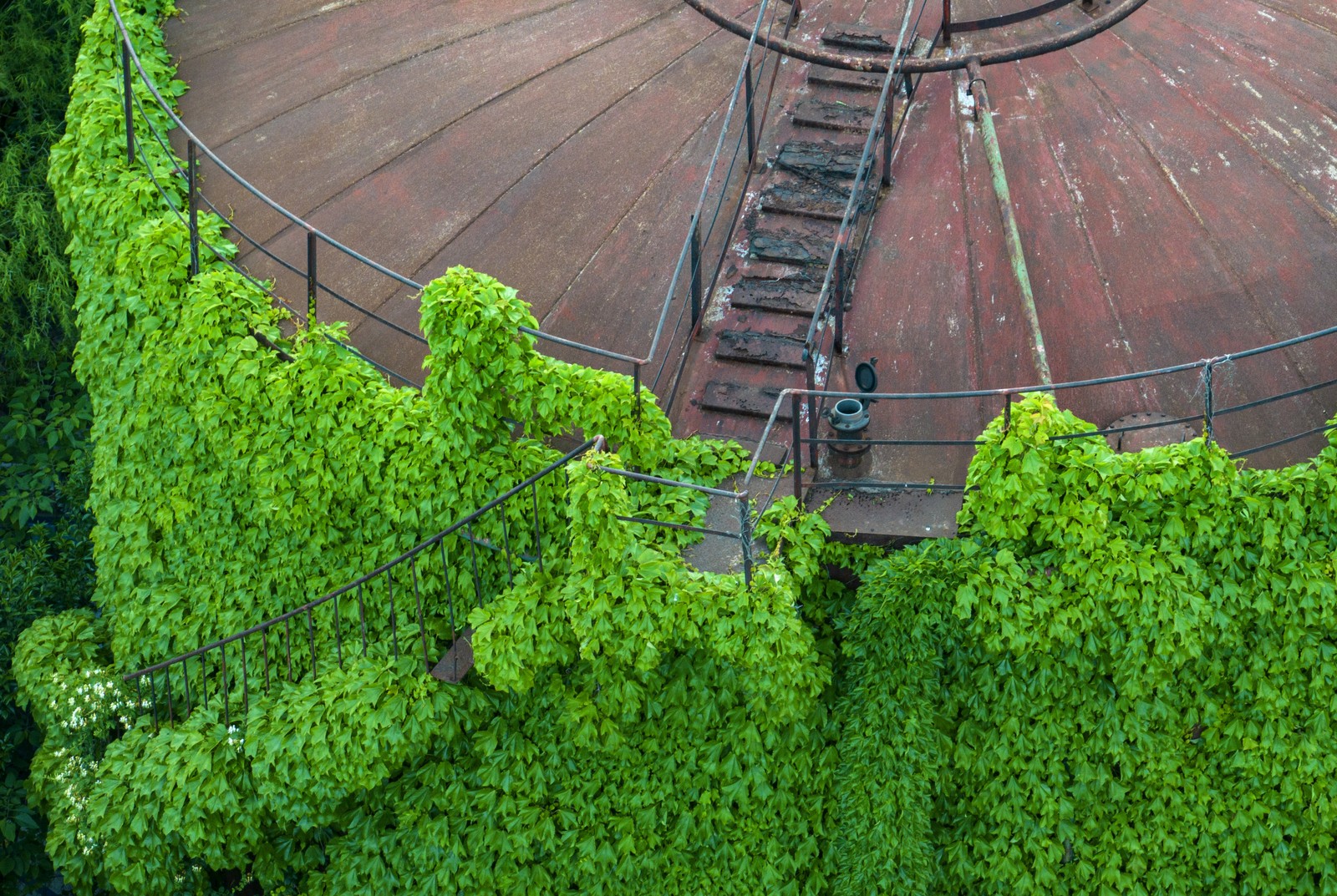 An aerial view of abandoned oil tanks covered by ivy plants