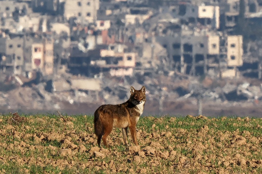 A jackal stands in a field in front of many destroyed buildings.