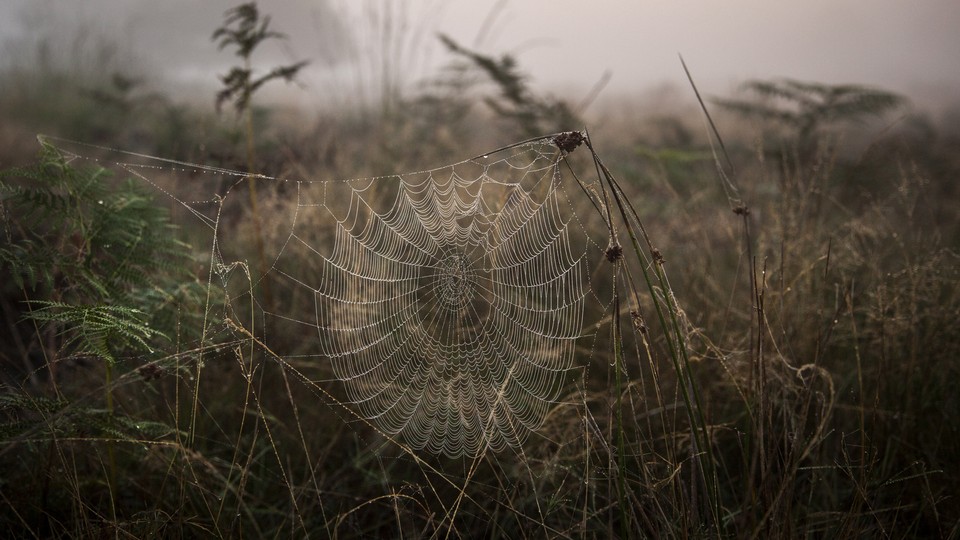 Spider Webs Conquer Australia 