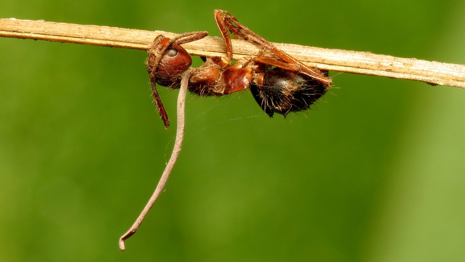 The stalk of a fungus extends out of an ant's head 