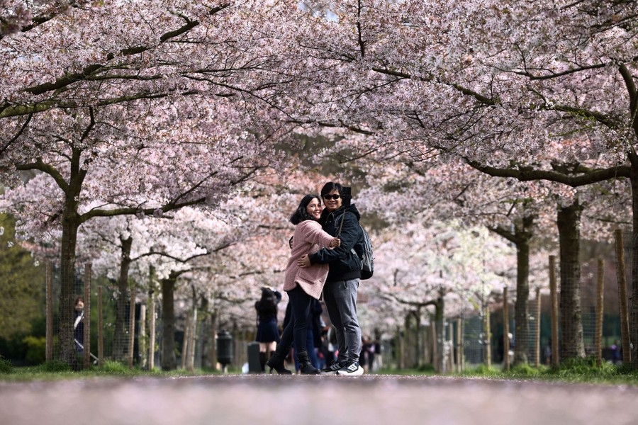 People pose for a selfie in an avenue lined with cherry-blossom trees.