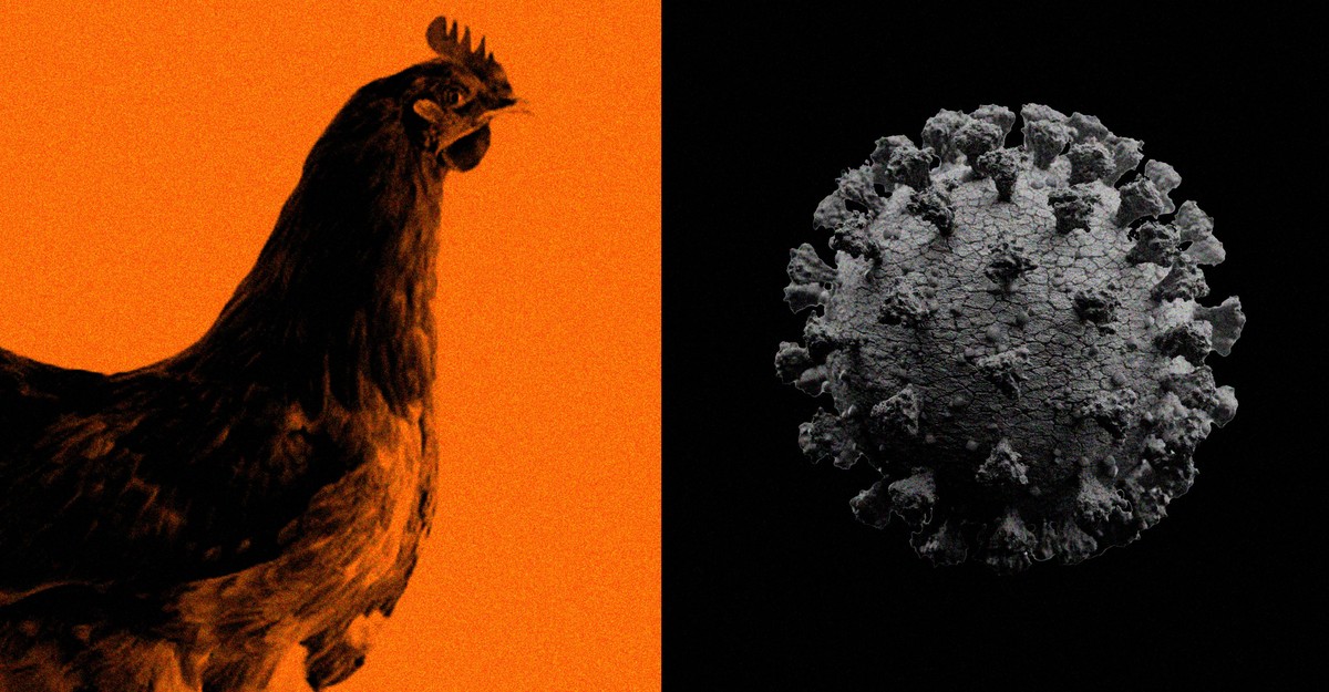 Bird Flu Leaves The World With An Existential Choice - The Atlantic