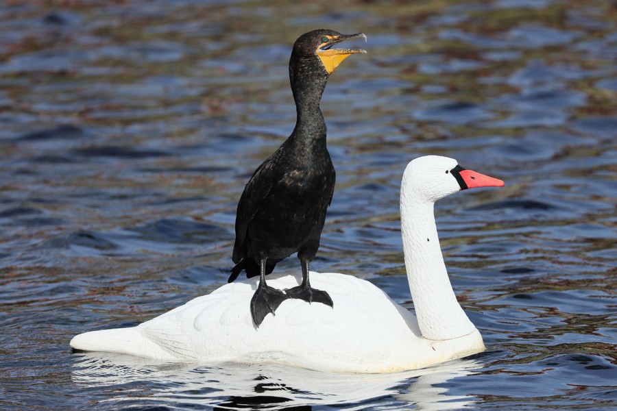 A cormorant stands on the back of a plastic swan.