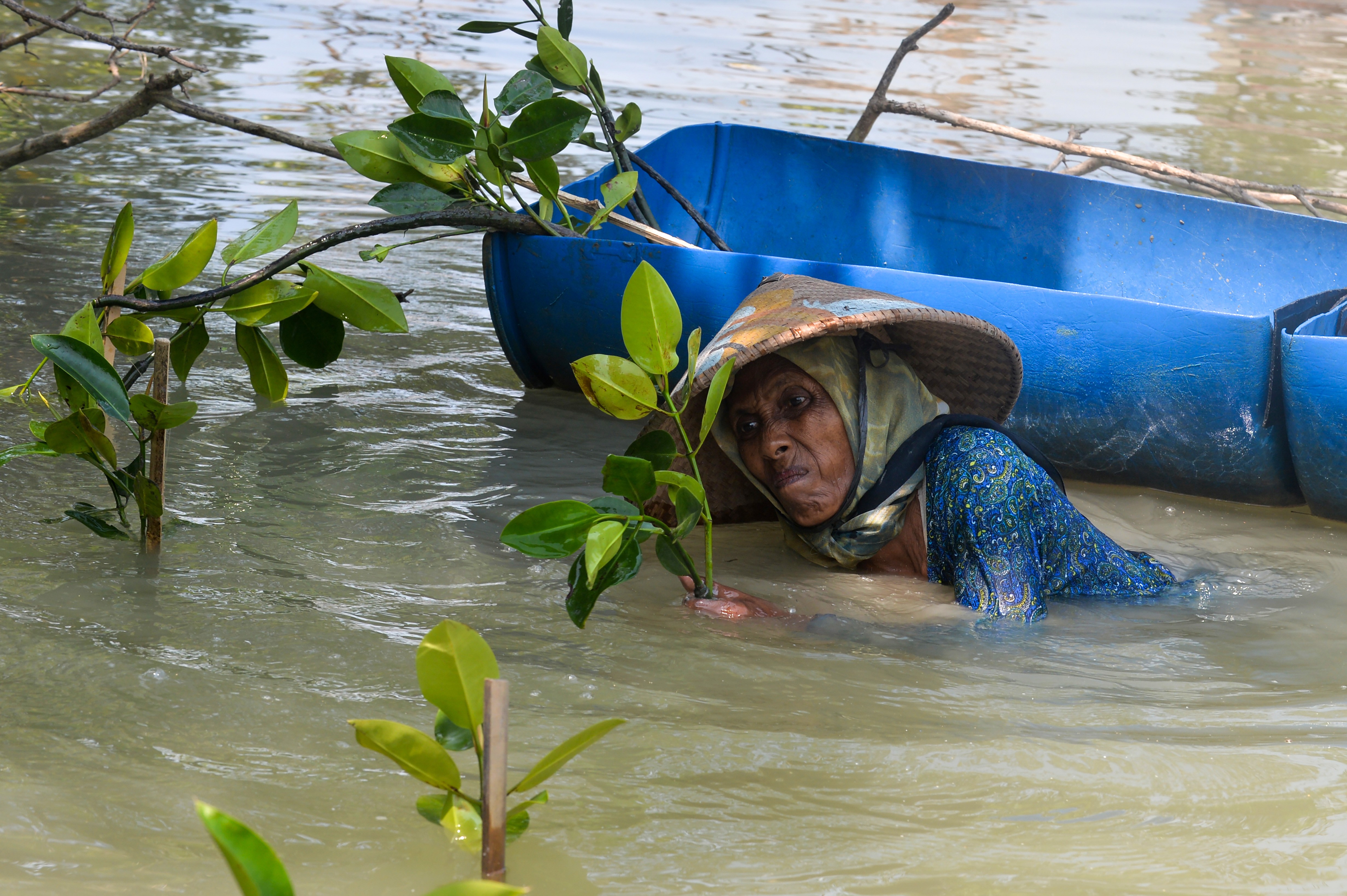 A person works in chest-deep water, planting mangrove shoots.
