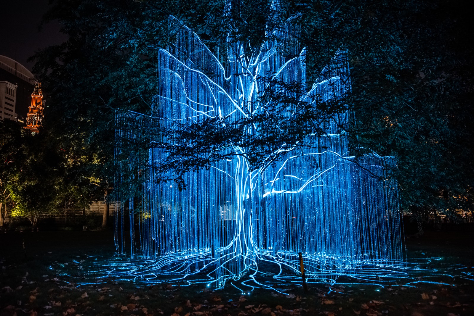 Many strings of light decorate a small tree and most of its branches, some attached to the trunk and roots, others dangling from the branches.