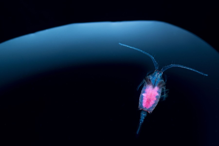 A small aquatic creature is seen in a drop of water.