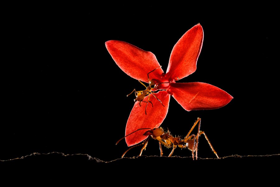 An ant carries a red flower as another ant rides along on the flower.