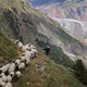 A shepherd stands by as a flock of sheep walk along a narrow path on a steep mountainside.
