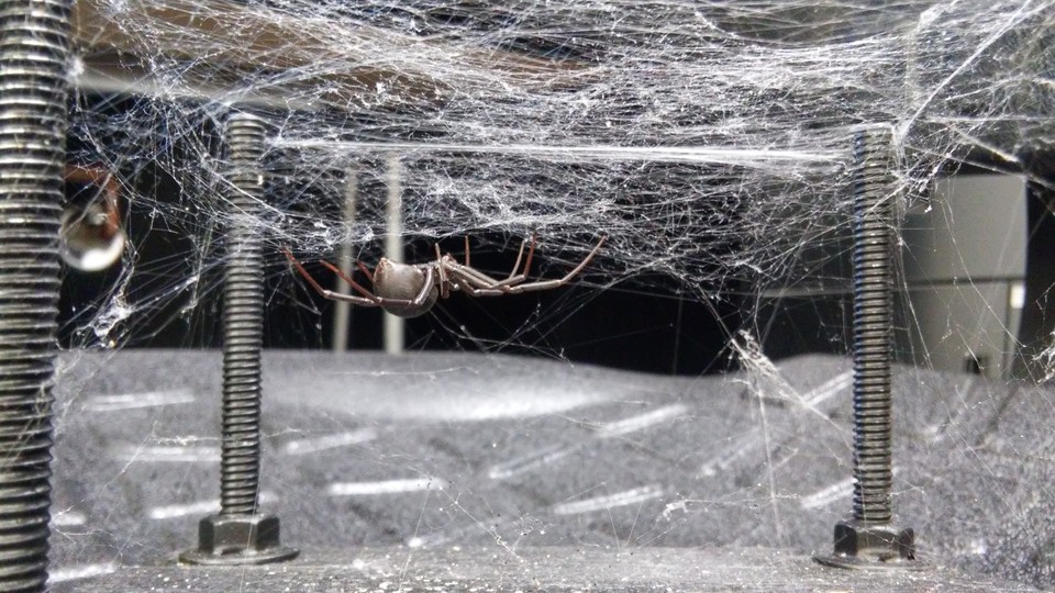 A black-widow spider on its web