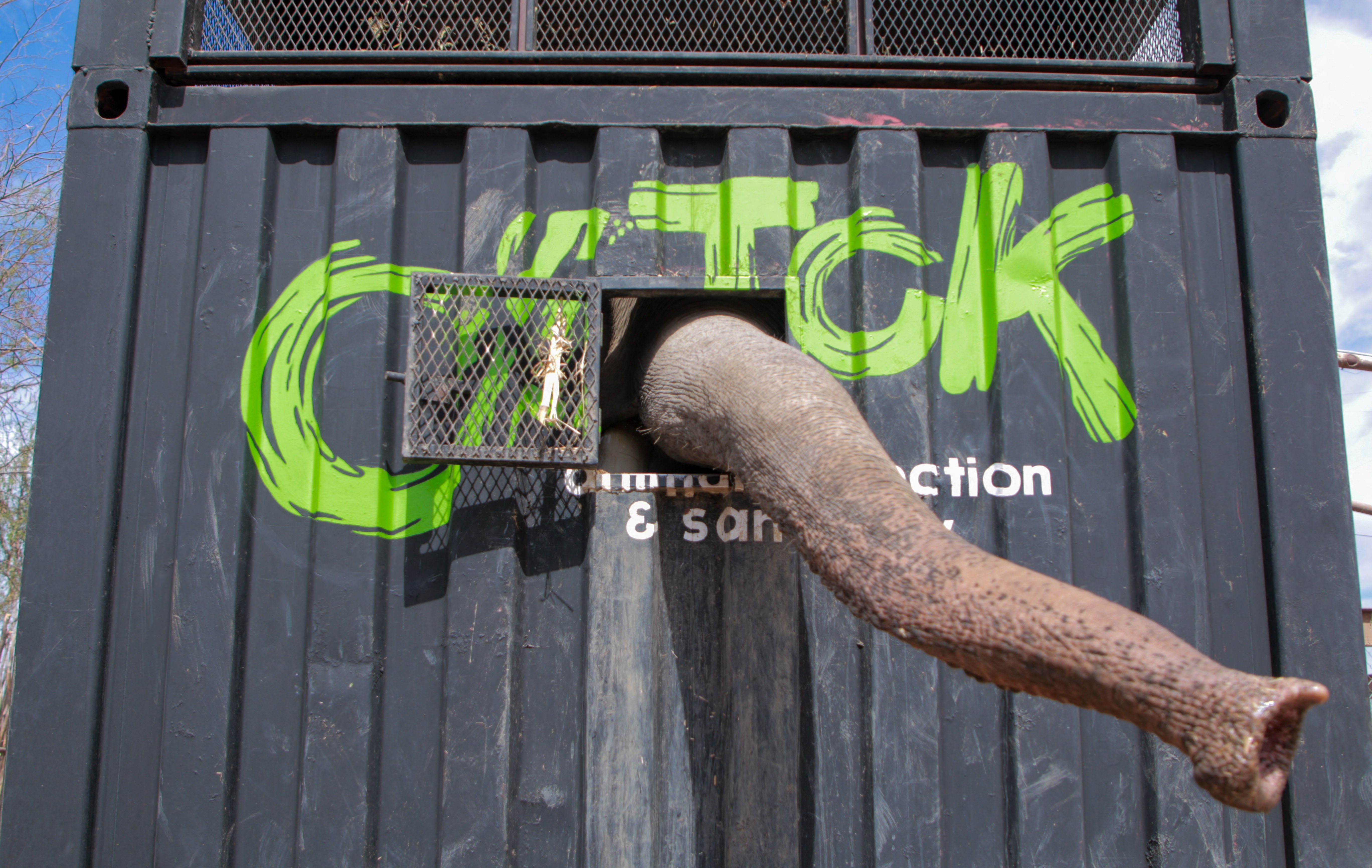 An elephant inside a transport crate reaches out through a small window with its trunk.