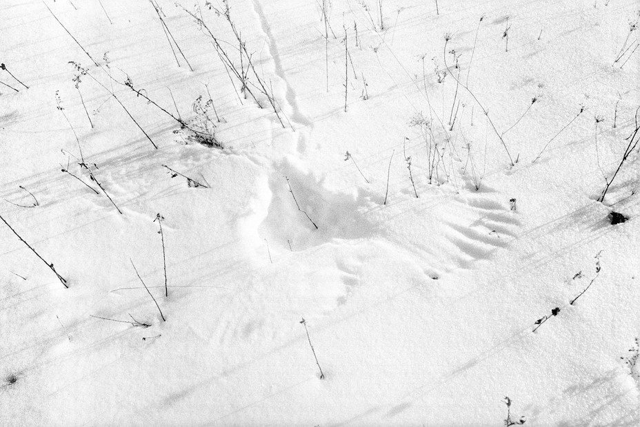 BW image of a birds wings imprinted in the snow