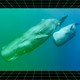 Two sperm whales swim in the ocean