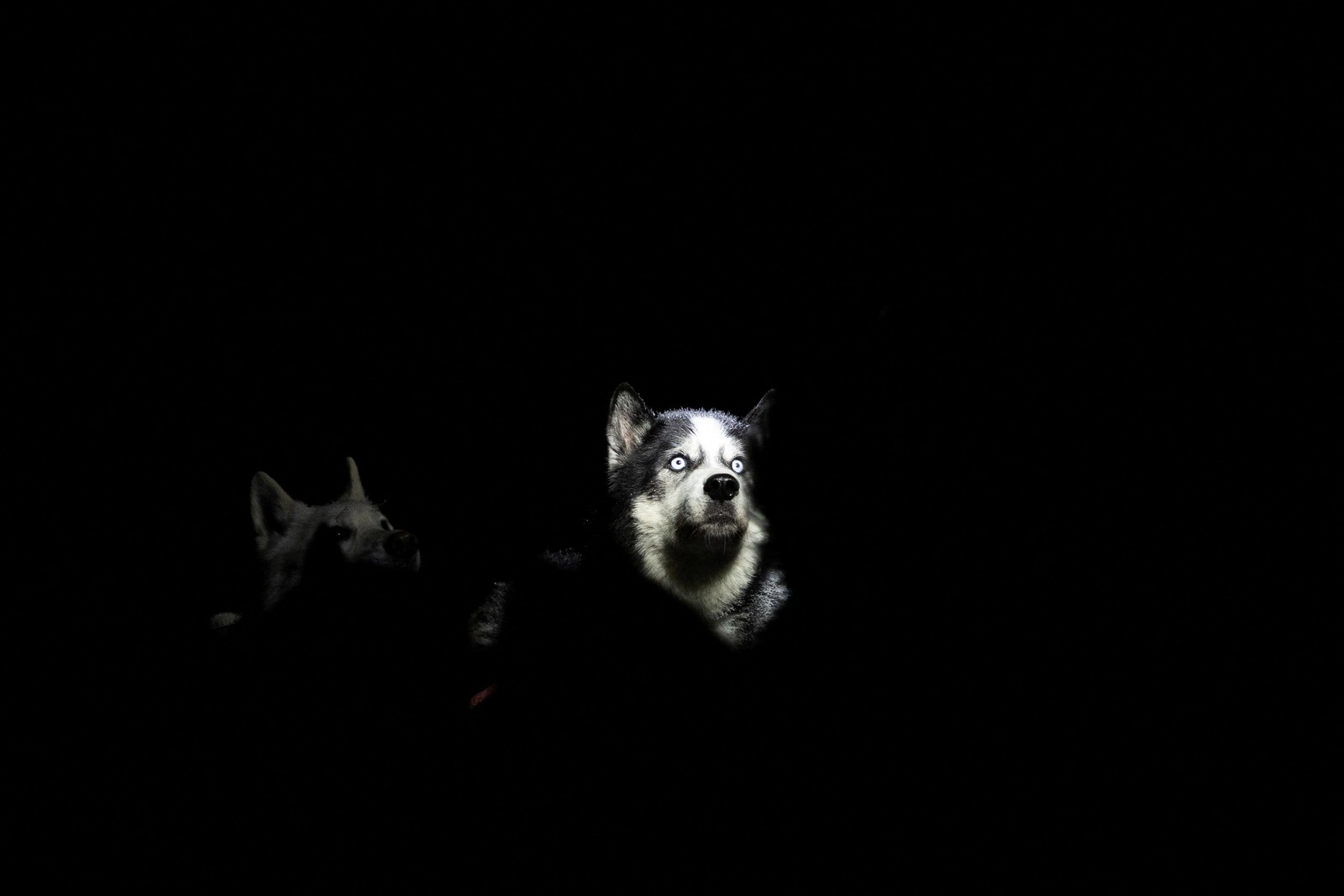 A dog's face is lit against a dark background, as it sits up, alert.