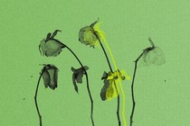 Four dead flowers