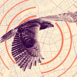 The Most Ingenious Hawk in New Jersey - The Atlantic