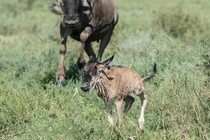 Photo of a wildebeest mother with her calf, shortly after birth