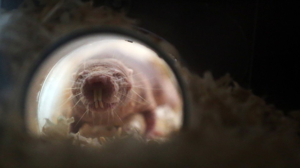 a naked mole rat moving toward the camera through a small tunnel