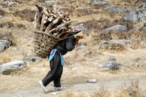 A woman carries firewood using a tumpline.
