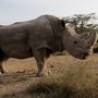 Sudan the rhino, now deceased
