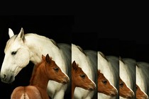 Photo-illustration of a photo showing a gray mare behind a chestnut foal on a black background, multiplying to the right downward and beyond the frame.