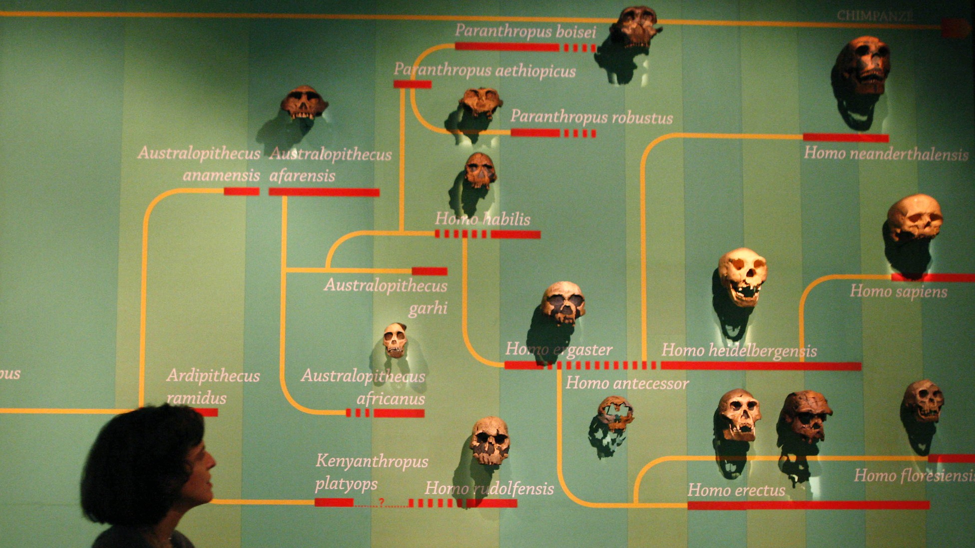 A Twist In Humans Sexual Encounters With Denisovans The Atlantic