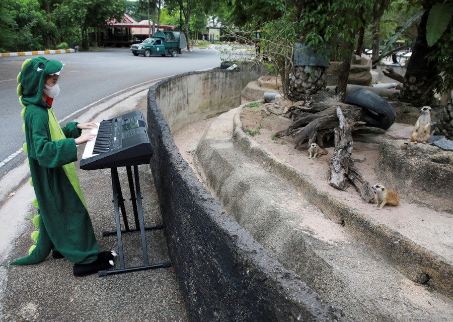 A child in a dragon costume plays a keyboard for meerkats in a zoo.