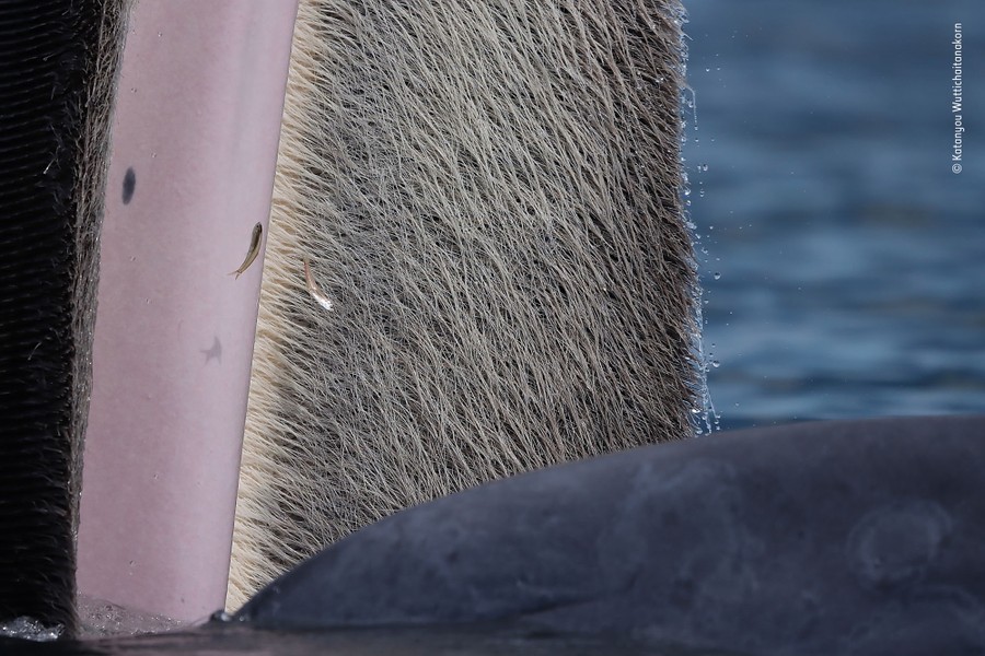 A close view of the open mouth of a feeding whale at the water's surface, part of its upper jaw covered in hairlike structures.
