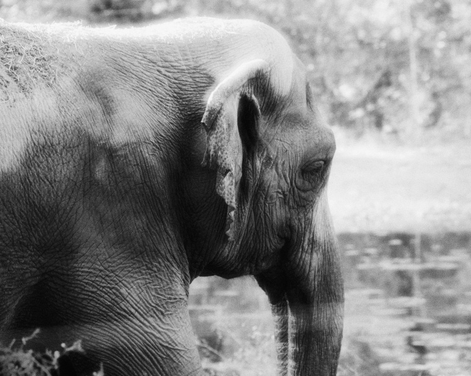 Happy in they yard in profile