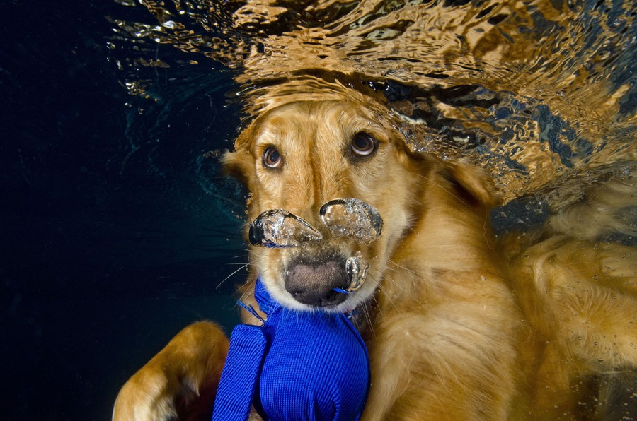 Photos: Paws in the Water—Dogs at Play - The Atlantic