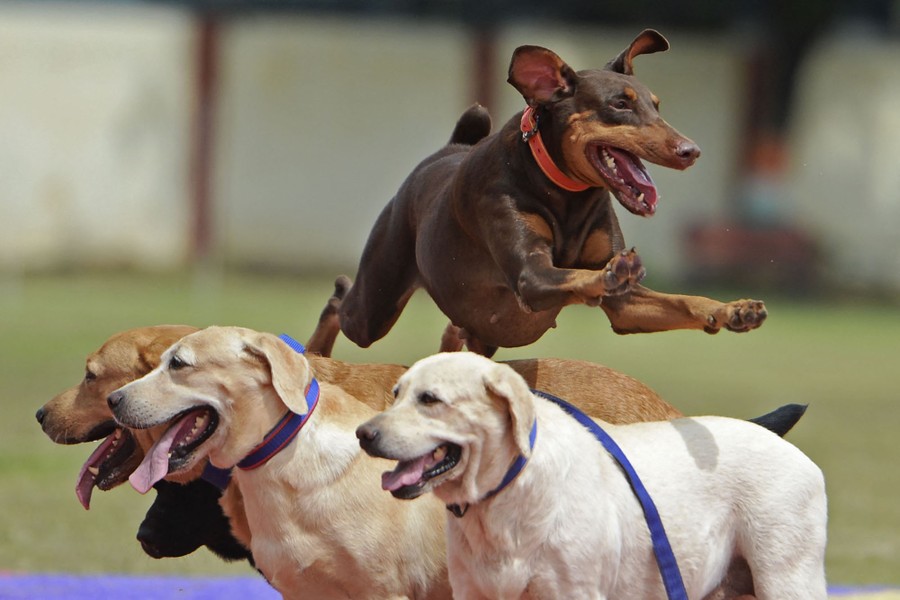 A dog leaps over the backs of three other standing dogs.