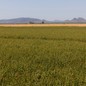 A field of green alfalfa