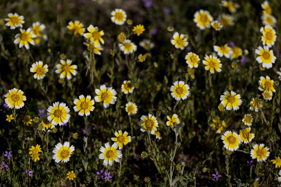 Photos A California Superbloom The Atlantic