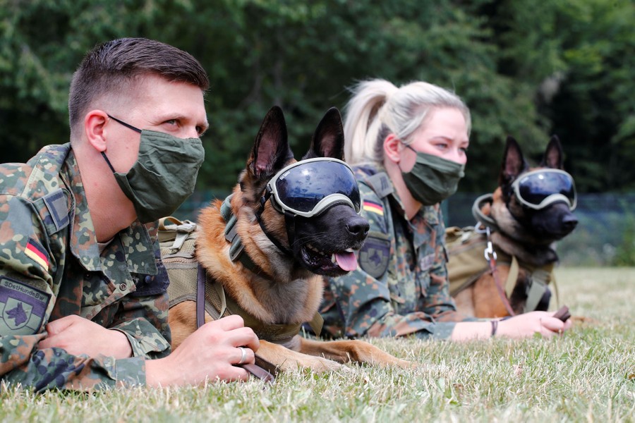 Two masked trainers and two dogs wearing goggles lie on grass