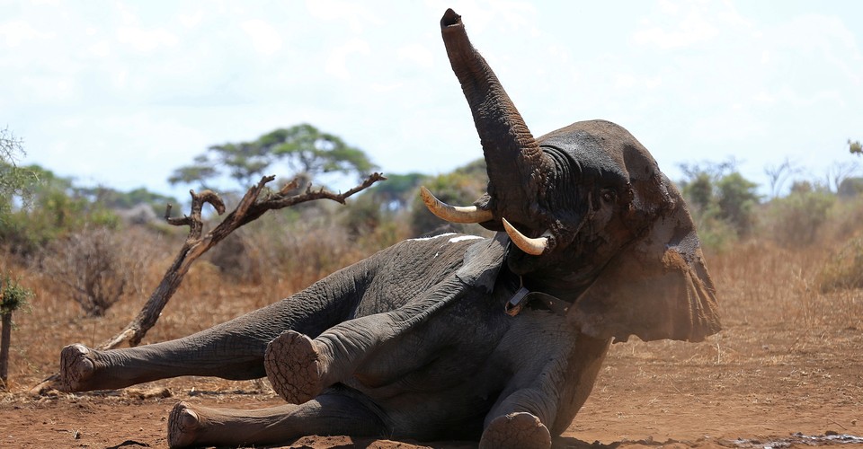 Wild Elephants Sleep Just Two Hours a Night - The Atlantic