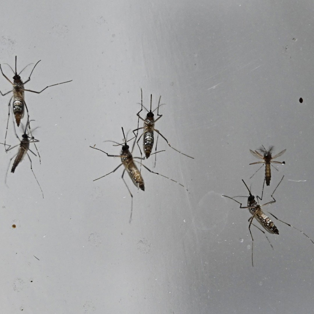 The Fight Against Mosquitoes Is Now High-Tech - The Atlantic